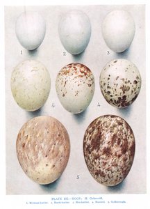 Munat:Pyppy:Red Legged Partridge:etc, kuva Kirkman und Jourdainin teoksesta "British Birds", 1966